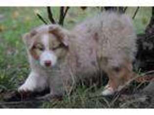Australian Shepherd Puppy for sale in Clinton, MO, USA