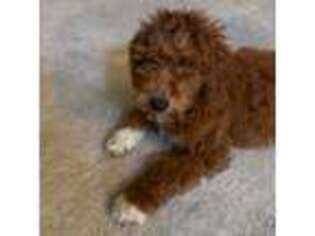 Goldendoodle Puppy for sale in Wolcott, CT, USA