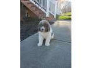 Newfoundland Puppy for sale in Millersburg, OH, USA
