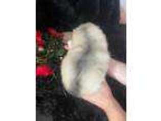 Siberian Husky Puppy for sale in Perkins, OK, USA
