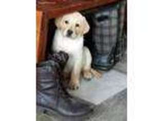 Labrador Retriever Puppy for sale in Addison, NY, USA