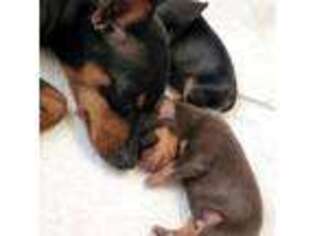 Miniature Pinscher Puppy for sale in Olathe, KS, USA