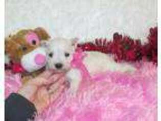 Mutt Puppy for sale in Hugo, OK, USA