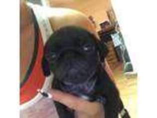 Pug Puppy for sale in OAKLAND, CA, USA