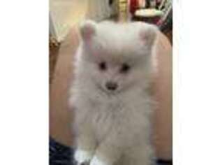 Pomeranian Puppy for sale in Wilmington, NC, USA