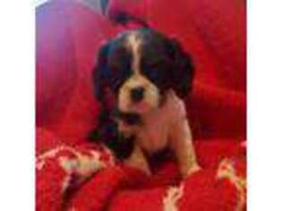 Cavalier King Charles Spaniel Puppy for sale in Wayland, MI, USA