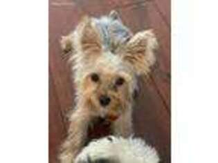Yorkshire Terrier Puppy for sale in Laurel, MD, USA
