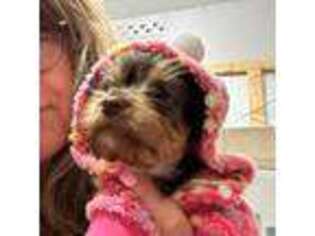 Yorkshire Terrier Puppy for sale in North Judson, IN, USA
