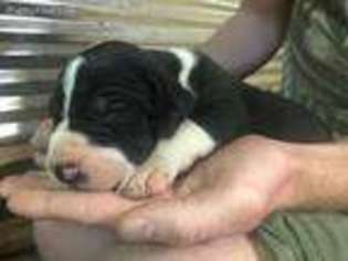 Great Dane Puppy for sale in De Kalb, TX, USA