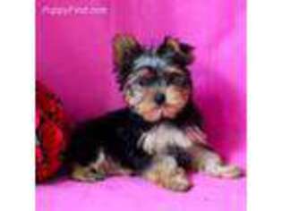 Yorkshire Terrier Puppy for sale in West Lafayette, OH, USA