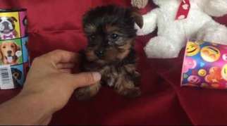 Yorkshire Terrier Puppy for sale in Indio, CA, USA
