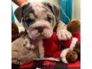 Bulldog Puppy for sale in Suwanee, GA, USA