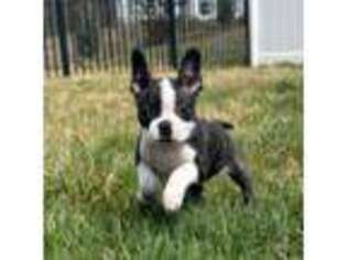 Boston Terrier Puppy for sale in Cookstown, NJ, USA