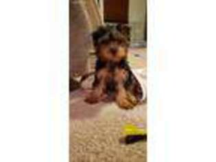 Yorkshire Terrier Puppy for sale in Gibsonville, NC, USA