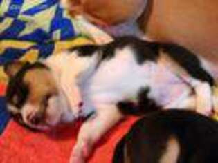 Basenji Puppy for sale in Granbury, TX, USA