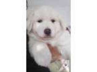 Great Pyrenees Puppy for sale in PHELAN, CA, USA