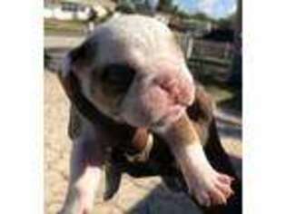 Bulldog Puppy for sale in Boynton Beach, FL, USA