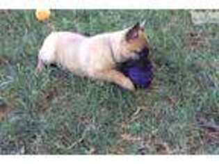 Belgian Malinois Puppy for sale in Fort Worth, TX, USA