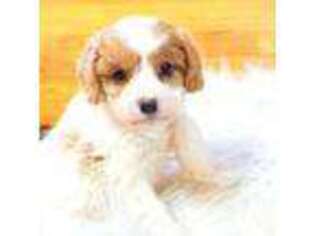 Cavapoo Puppy for sale in Baileyville, KS, USA