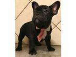 French Bulldog Puppy for sale in Granville, OH, USA