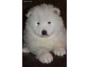 Samoyed Puppy for sale in Sugar City, ID, USA