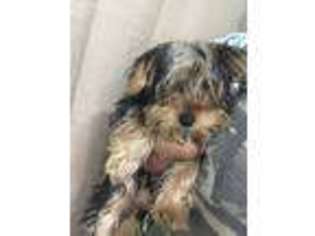 Yorkshire Terrier Puppy for sale in East Orange, NJ, USA