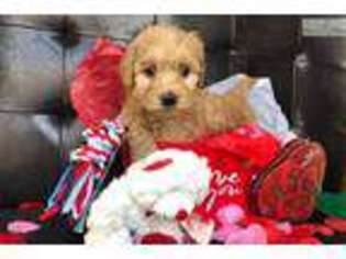 Goldendoodle Puppy for sale in Findlay, OH, USA