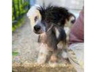 Chinese Crested Puppy for sale in Los Angeles, CA, USA