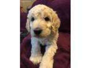 Goldendoodle Puppy for sale in Pasco, WA, USA