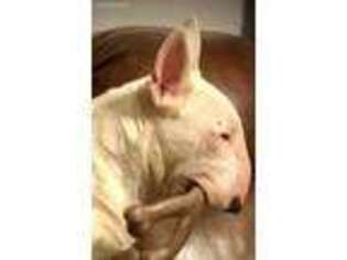 Bull Terrier Puppy for sale in Memphis, TN, USA