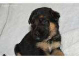 German Shepherd Dog Puppy for sale in Fort Oglethorpe, GA, USA