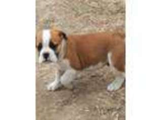 Olde English Bulldogge Puppy for sale in Newport, WA, USA