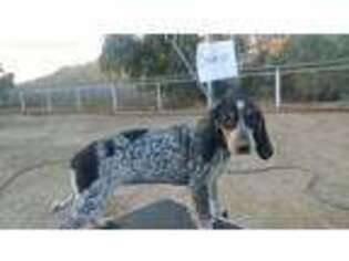 Bluetick Coonhound Puppy for sale in Redlands, CA, USA