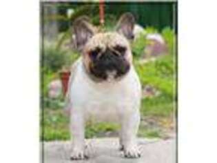 French Bulldog Puppy for sale in Park Rapids, MN, USA