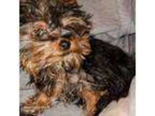 Yorkshire Terrier Puppy for sale in Magnolia, TX, USA