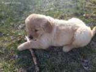 Golden Retriever Puppy for sale in Reed City, MI, USA