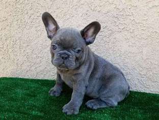 View Ad French Bulldog Puppy For Sale Near Michigan Tecumseh Usa Adn 04586028589