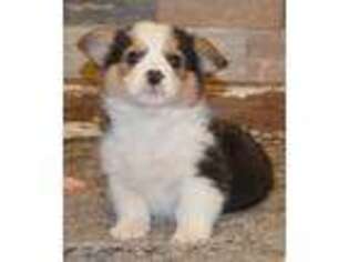 Pembroke Welsh Corgi Puppy for sale in Chillicothe, MO, USA