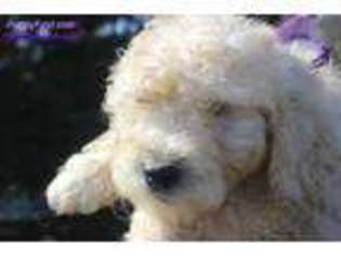 Labradoodle Puppy for sale in Hurt, VA, USA