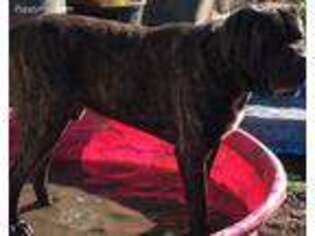 Mastiff Puppy for sale in Yamhill, OR, USA