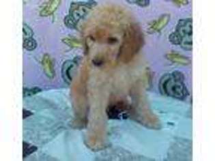 Mutt Puppy for sale in Shelbyville, MO, USA