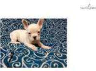 French Bulldog Puppy for sale in Morgantown, WV, USA