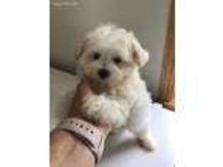 Maltese Puppy for sale in Fortuna, MO, USA