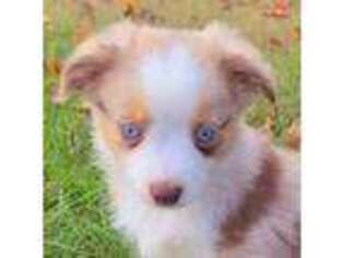 Miniature Australian Shepherd Puppy for sale in Rixeyville, VA, USA