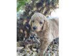Goldendoodle Puppy for sale in Henderson, NV, USA
