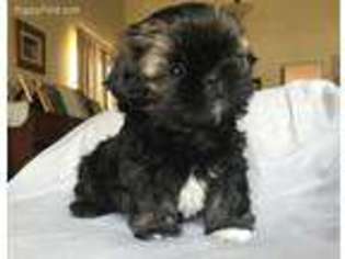 Mutt Puppy for sale in Carson, CA, USA