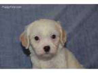 Cavachon Puppy for sale in Campobello, SC, USA