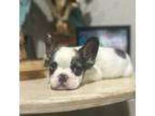 Bulldog Puppy for sale in Godley, TX, USA