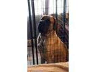 Mastiff Puppy for sale in Barnwell, SC, USA