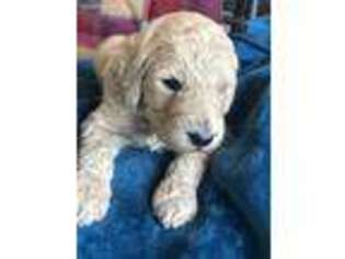 Goldendoodle Puppy for sale in Bolivar, MO, USA